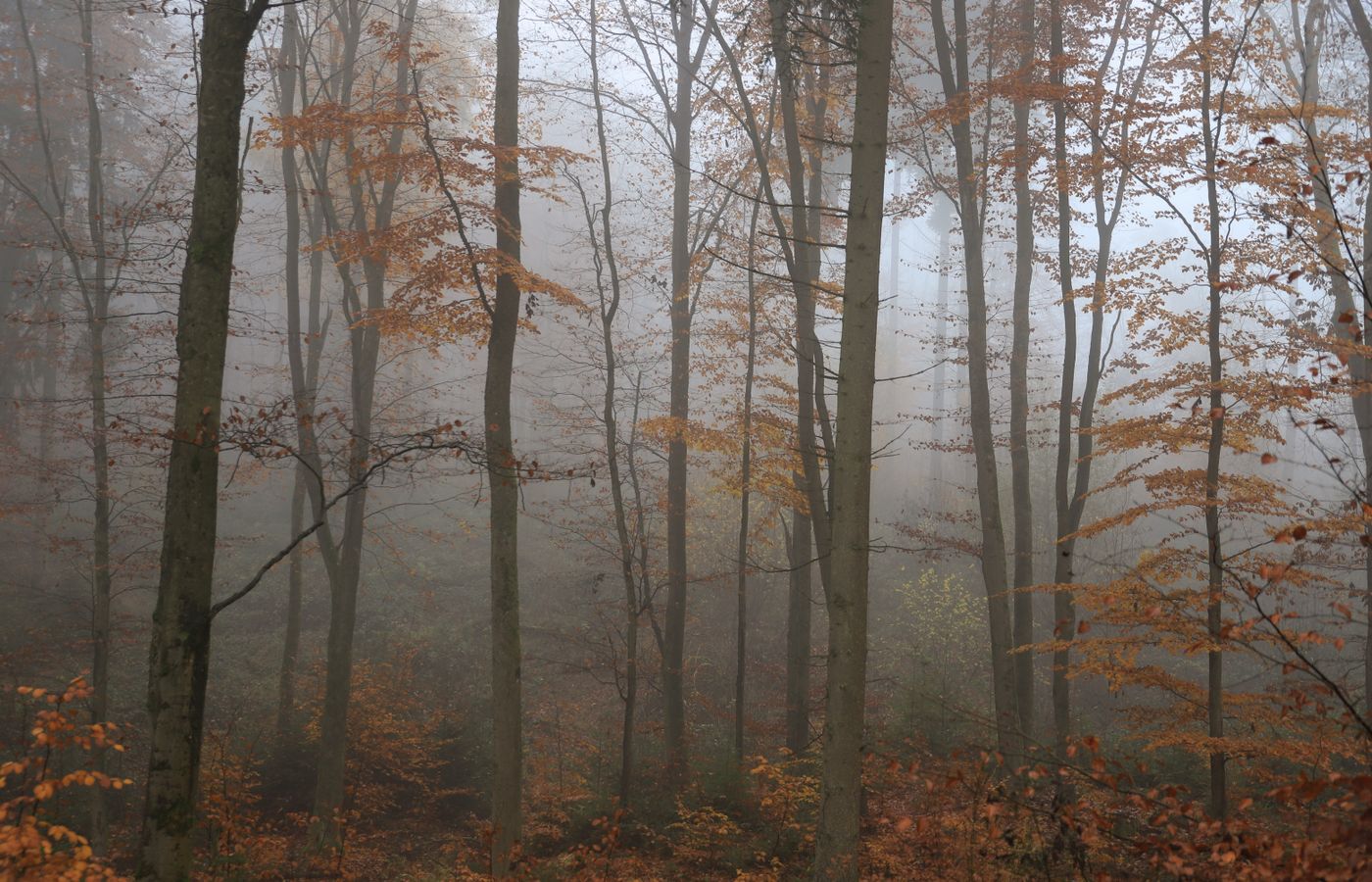 Foggy autumn forest with tall trees and golden fall foliage in the North Georgia mountains